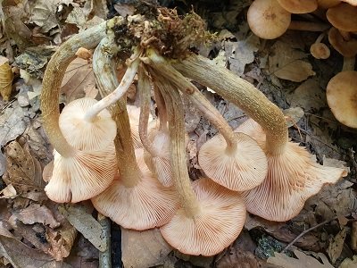 desarmillaria-tabescens1
