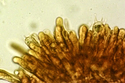 desarmillaria-tabescens10