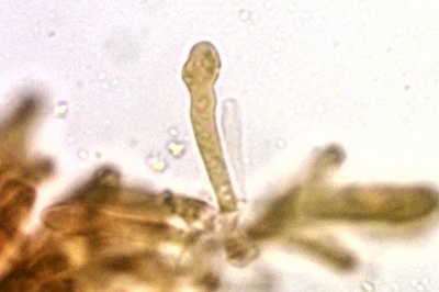 desarmillaria-tabescens11