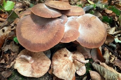 desarmillaria-tabescens2