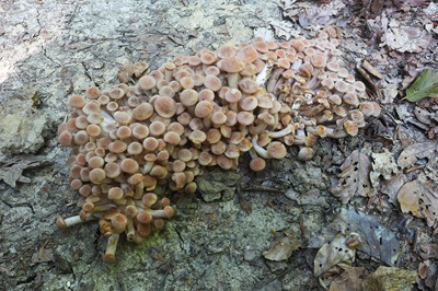 desarmillaria-tabescens5