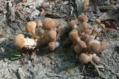 desarmillaria-tabescens6