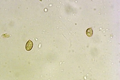 desarmillaria-tabescens7