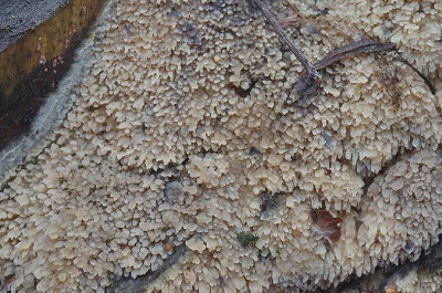 Deviodontia pilaecystidiata
