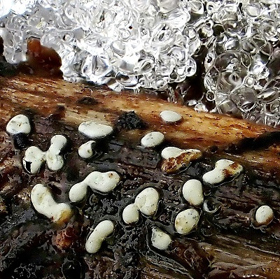Didymium difforme