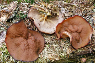 Discina ancilis