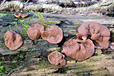 discina-ancilis1