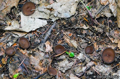 dumontinia-tuberosa1