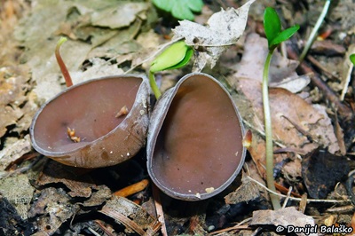 dumontinia-tuberosa2