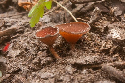dumontinia-tuberosa3