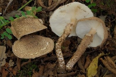 Echinoderma calcicola