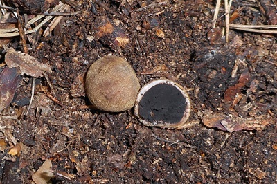 Elaphomyces granulatus