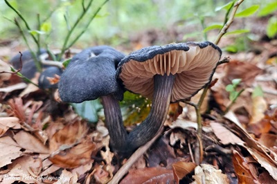 Entocybe nitida