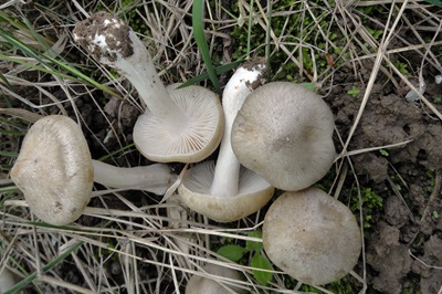 Entoloma clypeatum