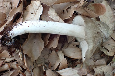 entoloma-clypeatum1