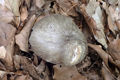 entoloma-clypeatum2