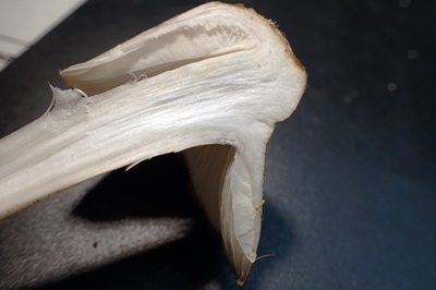 entoloma-clypeatum3