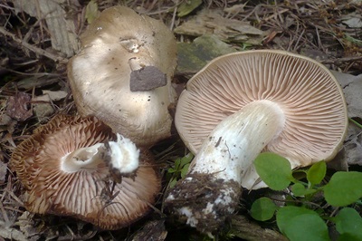 entoloma-clypeatum4
