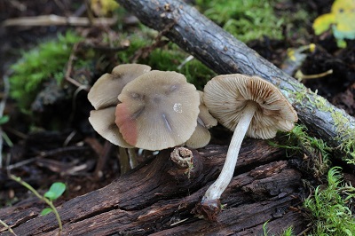 Entoloma conferendum