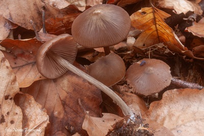 Entoloma hirtipes