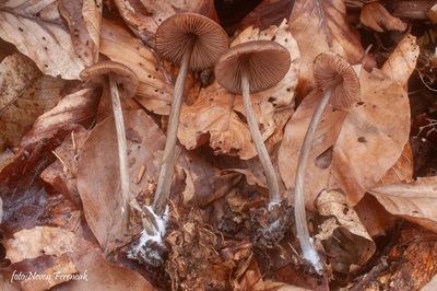 entoloma-hirtipes1