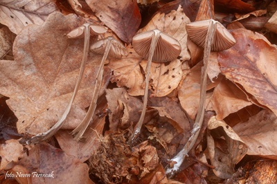 entoloma-hirtipes2