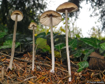 entoloma-hirtipes3