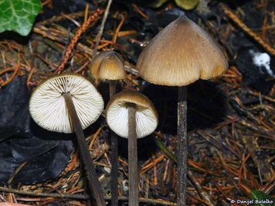 entoloma-hirtipes4
