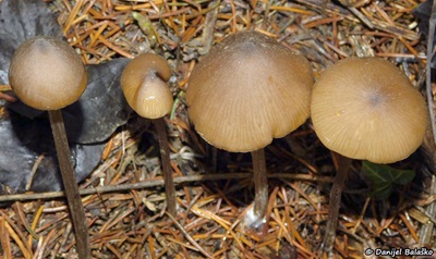 entoloma-hirtipes5