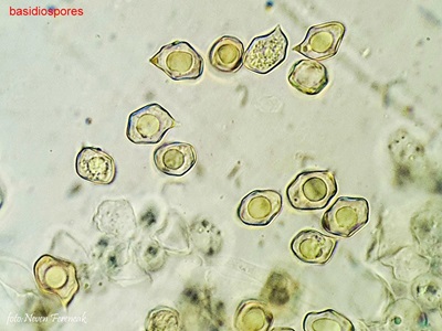 entoloma-hirtipes6