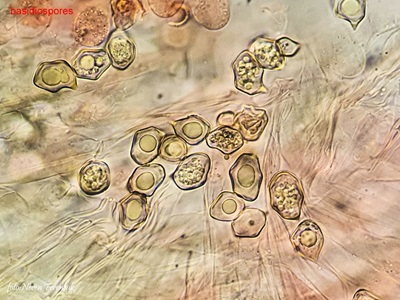 entoloma-hirtipes7