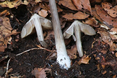 entoloma-hirtipes8