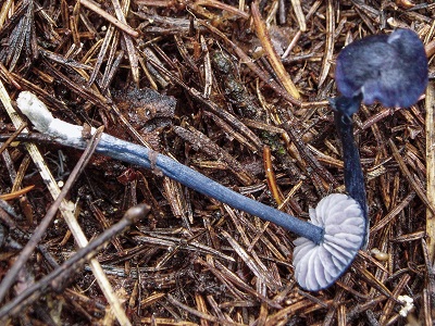 Entoloma lepidissimum