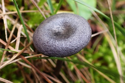 entoloma-mougeotii2