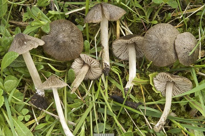 Entoloma plebeioides