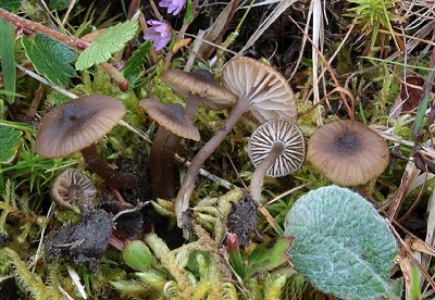 Entoloma politum