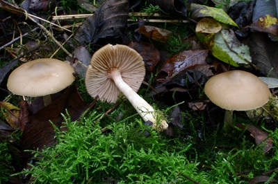 Entoloma rhodopolium