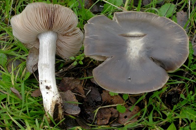 entoloma-rhodopolium1