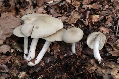 entoloma-rhodopolium2