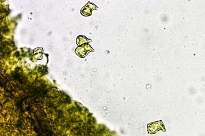 entoloma-rhodopolium3