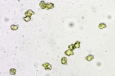 entoloma-rhodopolium4