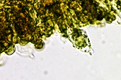 entoloma-rhodopolium5