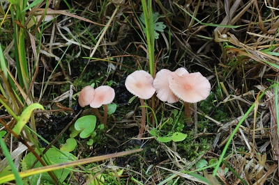 Entoloma roseum