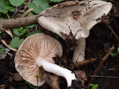 Entoloma saundersii