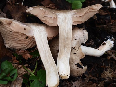 entoloma-saundersii1