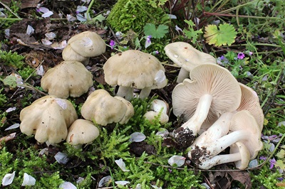 entoloma-sepium1