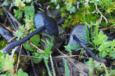 Entoloma serrulatum