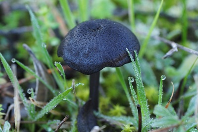 entoloma-serrulatum1