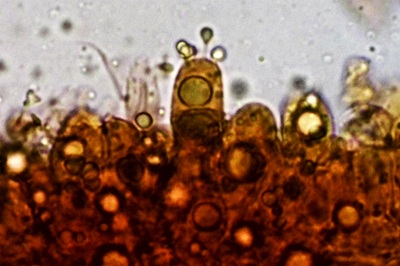 entoloma-serrulatum10