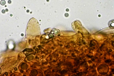 entoloma-serrulatum12